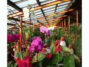 昆明市官渡區新藝花卉種植園
