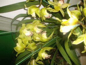 江川慶成花卉有限公司